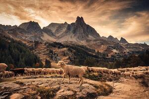 gregge di pecora a piedi attraverso roccia collina su pascolo con principale de crepino picco nel claree valle su autunno foto