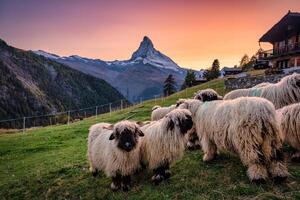 Cervino montagna con Vallese naso nero pecora su collina nel rurale scena durante il tramonto a Svizzera foto