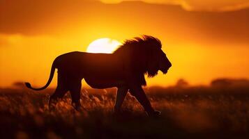 ai generato silhouette ritratto di un' a piedi Leone contro il sfondo di il tramonto su il savana, generativo ai, sfondo Immagine foto