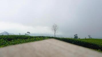 il bellezza di il tè giardino visto a partire dal il altezza di il nebbioso montagna versante foto