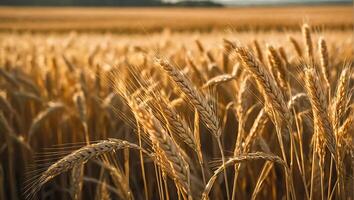 ai generato bellissimo prato con maturo Grano, cielo foto