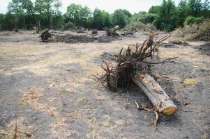 la deforestazione ambientale problema, pioggia foresta distrutto per olio palma piantagioni foto