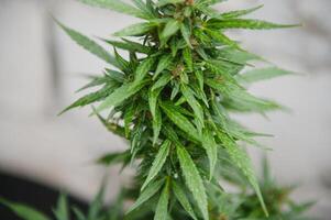 cannabis, marijuana pianta. in crescita marijuana a casa per medico scopi foto