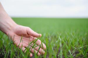 vicino su di il agricoltori mani Tenere giovane Grano germoglio a partire dal il ultimo semina. agronomo esplora il qualità di il semina e controlli il crescita progresso. primavera e agricoltura concetto foto