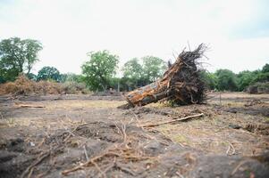 la deforestazione ambientale problema, pioggia foresta distrutto per olio palma piantagioni foto