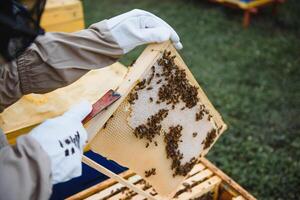 apicoltura, apicoltore a opera, api nel volo. foto