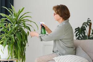 anziano donna spray impianti nel vasi di fiori. contento femmina cura per Casa pianta. maturo donna assunzione cura di impianti a sua casa, spruzzatura un' pianta con puro acqua a partire dal un' spray bottiglia foto