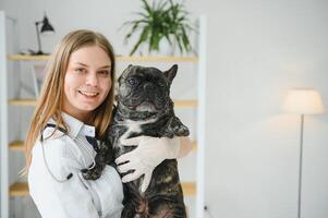 francese bulldog cane su il mani di un' veterinario foto