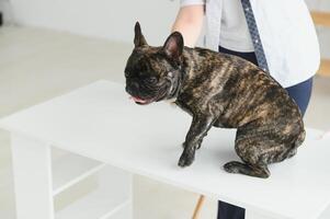 ritratto di un' francese bulldog. veterinario medicina concetto. pedigree cani. divertente animali. foto