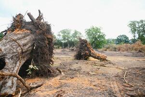 deforestazione, distruzione di deciduo foreste. danno per natura. Europa foto