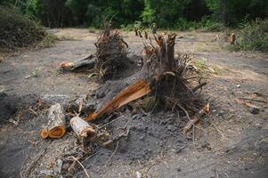 la deforestazione concetto. ceppo di albero dopo taglio foresta. foto