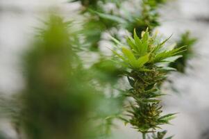 cannabis, marijuana pianta. in crescita marijuana a casa per medico scopi foto