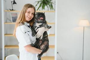 medicinale, animale domestico cura e persone concetto - vicino su di francese bulldog cane e veterinario medico mano a veterinario clinica foto