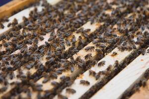 api su il Favo. miele cellula con api. apicoltura. apiario. di legno alveare e api. alveare con miele api, montatura di il alveare, superiore Visualizza. morbido messa a fuoco foto