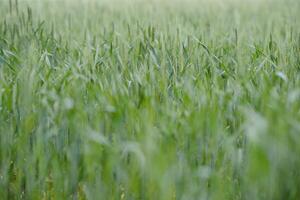 verde Grano campo vicino su Immagine foto