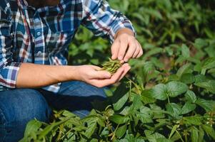 agronomo ispezionando soia fagiolo colture in crescita nel il azienda agricola campo. agricoltura produzione concetto. giovane agronomo esamina soia Ritaglia su campo nel estate. contadino su soia campo. foto