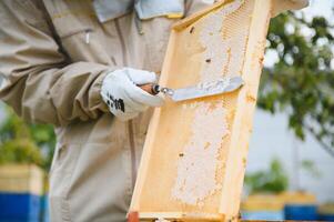 apicoltore è Lavorando con api e alveari su il apiario. apicoltura concetto foto