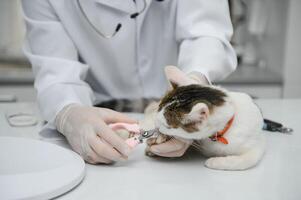 maschio medico, veterinario, con un' stetoscopio nel veterinario clinica conduce visita medica e medico visita medica di domestico gatto, concetto di medico veterinario cura, animale domestico Salute. foto