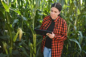 inteligente donna contadino agronomo utilizzando digitale tavoletta per l'esame e ispezionando qualità controllo di produrre Mais Ritaglia. moderno tecnologie nel agricoltura gestione e agroalimentare. foto