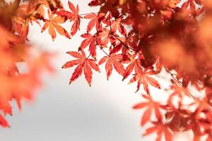 autunno rosso e verde giapponese acero foglia nel giardino con luce del sole. foto