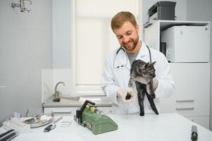 medico siamo l'esame un' malato gatto. veterinario clinica concetto. Servizi di un' medico per animali, Salute e trattamento di animali domestici. foto