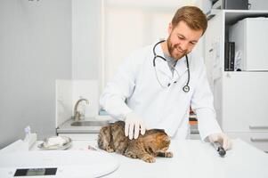 medico siamo l'esame un' malato gatto. veterinario clinica concetto. Servizi di un' medico per animali, Salute e trattamento di animali domestici. foto