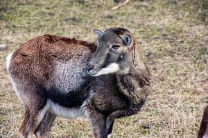 europeo muflone Ovis orientalis nel il asilo di il agricolo Università nel nitra, slovacchia. foto