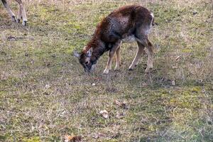 europeo muflone Ovis orientalis nel il asilo di il agricolo Università nel nitra, slovacchia. foto