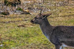 europeo muflone Ovis orientalis nel il asilo di il agricolo Università nel nitra, slovacchia. foto