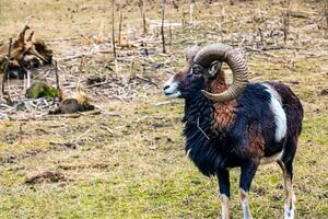 europeo muflone Ovis orientalis nel il asilo di il agricolo Università nel nitra, slovacchia. foto