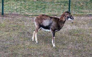 europeo muflone Ovis orientalis nel il asilo di il agricolo Università nel nitra, slovacchia. foto