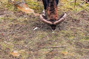 europeo muflone Ovis orientalis nel il asilo di il agricolo Università nel nitra, slovacchia. foto