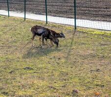 europeo muflone Ovis orientalis nel il asilo di il agricolo Università nel nitra, slovacchia. foto