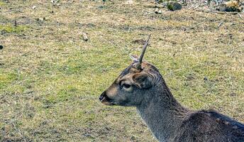 europeo muflone Ovis orientalis nel il asilo di il agricolo Università nel nitra, slovacchia. foto