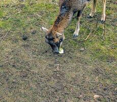 europeo muflone Ovis orientalis nel il asilo di il agricolo Università nel nitra, slovacchia. foto