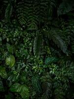 avvicinamento Visualizza di lussureggiante verde tropicale foresta pluviale impianti fiori foglia giungla nube foresta le foglie nel mente ecuador foto