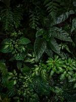 avvicinamento Visualizza di lussureggiante verde tropicale foresta pluviale impianti fiori foglia giungla nube foresta le foglie nel mente ecuador foto