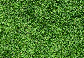 naturale verde erba struttura sfondo vicino su superiore Visualizza foto
