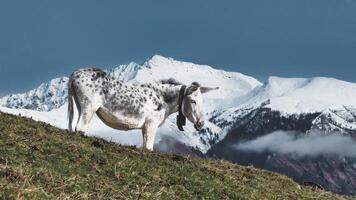 un' bianca mulo con nero macchie nel il montagne foto