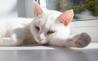 un' bianca sonnecchiando gatto con rosa orecchie bugie su un' soleggiato giorno su il davanzale. foto