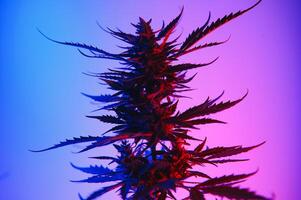 canapa marijuana pianta nel vaporwave in profondità viola neon stile. medico pianta di canapa o canapa con fioritura mini cuffie e ultravioletto luce. fioritura vegetativo cespuglio con cristallo tricomi foto