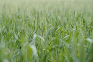 verde Grano fischio, Grano crusca i campi e Grano merda foto