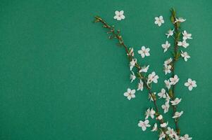 primavera sfondo tavolo. Maggio fiori e aprile floreale natura su verde. per striscione, rami di fioritura ciliegia contro sfondo. sognante romantico Immagine, paesaggio panorama, copia spazio foto