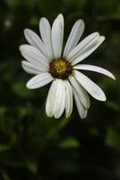 il bianca giardino fower foto