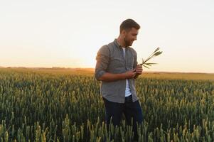 avvicinamento di il contadino controllo il qualità di il nuovo Ritaglia a il Grano campo. agricolo lavoratore detiene il d'oro spighette nel il suo mani valutare loro maturo palcoscenico. raccolta concetto foto