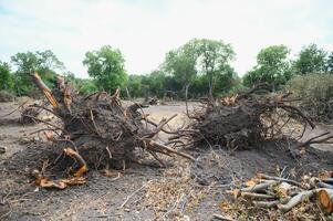 la deforestazione ambientale problema, pioggia foresta distrutto per olio palma piantagioni foto