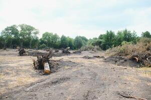 il concetto di natura protezione. deforestazione. foto