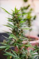 canapa marijuana fiore interno in crescita. casa canapa crescere operazione. crescere legale ricreativo marijuana. piantare cannabis. foto