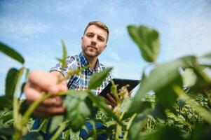 agronomo ispezionando soia fagiolo colture in crescita nel il azienda agricola campo. agricoltura produzione concetto. giovane agronomo esamina soia Ritaglia su campo nel estate. contadino su soia campo. foto