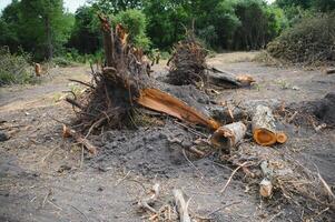 la deforestazione ambientale problema, pioggia foresta distrutto per olio palma piantagioni foto